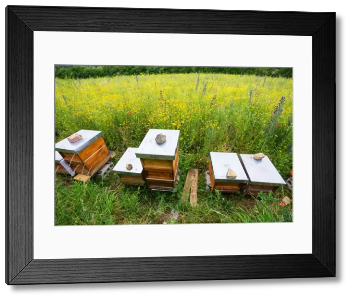 Framed Print : Apiary, bee hives on edge of a flowering meadow, specially planted for honey bees and insects, Hessen, Germany