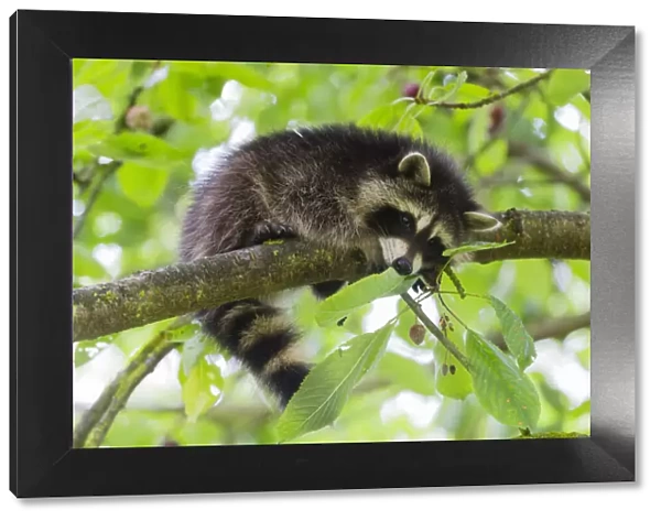 Raccoon, young animal resting on branch in cherry tree in garden, Hessen, Germany