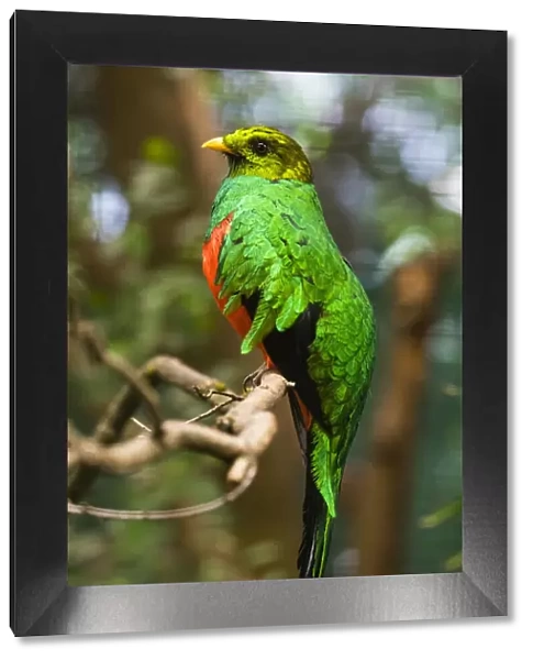 Golden-headed Quetzal, male perched on branch, controlled conditions, Lower Saxony, Germany