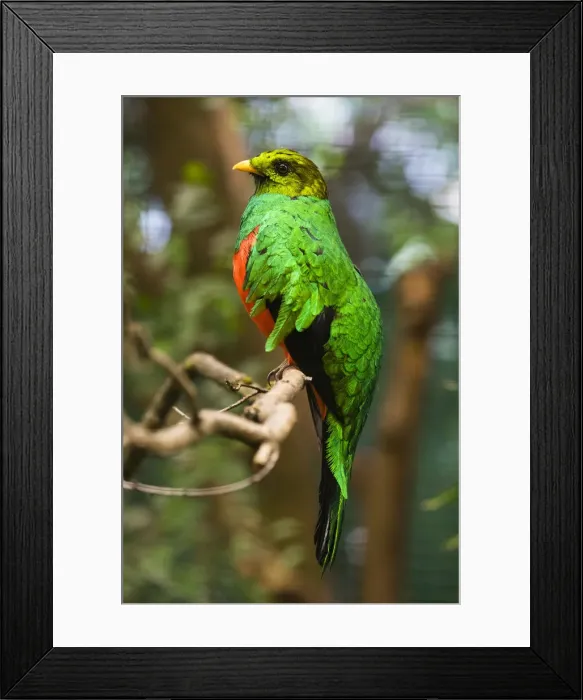 Framed Print : Golden-headed Quetzal, male perched on branch, controlled conditions, Lower Saxony, Germany Framed Print : Golden-headed Quetzal, male perched on branch, controlled conditions, Lower Saxony, Germany