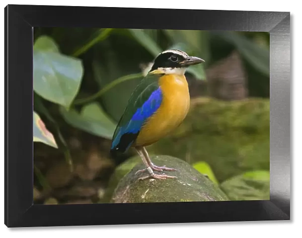 Blue-winged Pitta, perched on stone, under controlled conditions, Lower Saxony, Germany