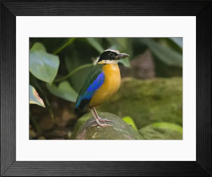Framed Print : Blue-winged Pitta, perched on stone, under controlled conditions, Lower Saxony, Germany Framed Print : Blue-winged Pitta, perched on stone, under controlled conditions, Lower Saxony, Germany