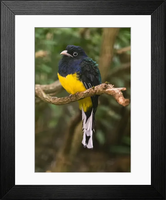 Framed Print : Violaceous Trogon, perched on branch, under controlled conditions, Lower Saxony, Germany Framed Print : Violaceous Trogon, perched on branch, under controlled conditions, Lower Saxony, Germany