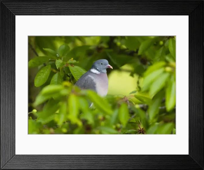 Framed Print : Woodpigeon, perched amongst cherry tree leaves, in the rain, resting with raindrops on festhers, Hessen, Germany Framed Print : Woodpigeon, perched amongst cherry tree leaves, in the rain, resting with raindrops on festhers, Hessen, Germany