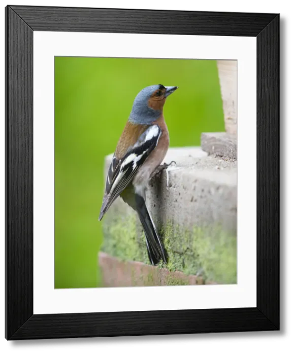 Framed Print : Chaffinch, male perched on brick pillar beside feeding station, Hessen, Germany Framed Print : Chaffinch, male perched on brick pillar beside feeding station, Hessen, Germany