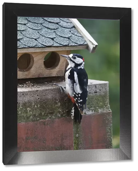 Great Spotted Woodpecker, male at bird table, Hessen, Germany