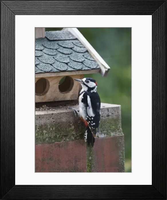 Framed Print : Great Spotted Woodpecker, male at bird table, Hessen, Germany Framed Print : Great Spotted Woodpecker, male at bird table, Hessen, Germany