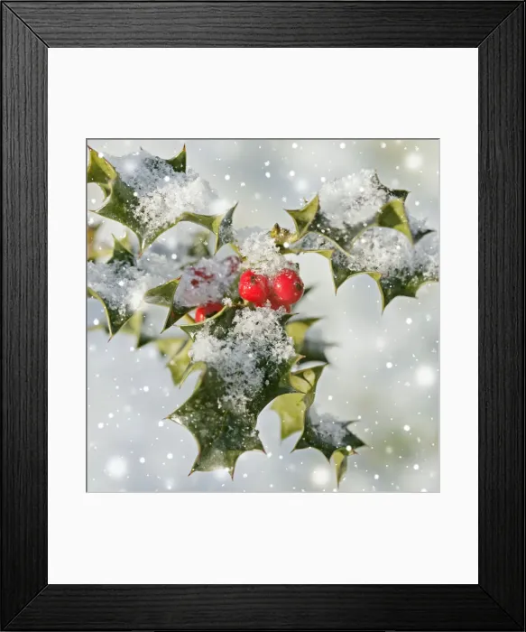 Framed Print : Holly - with frosted berries Framed Print : Holly - with frosted berries
