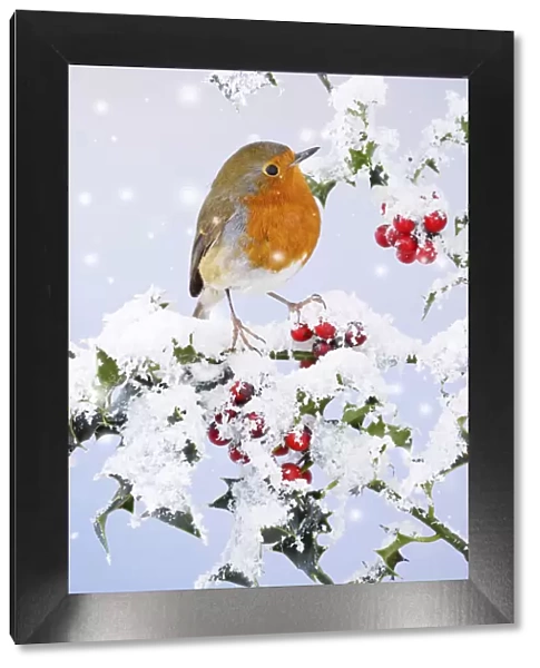 Robin - on snow covered holly