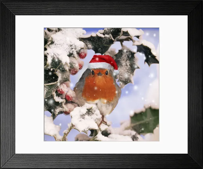 Framed Print : ROBIN - in frozen Holly wearing red Christmas Santa hat