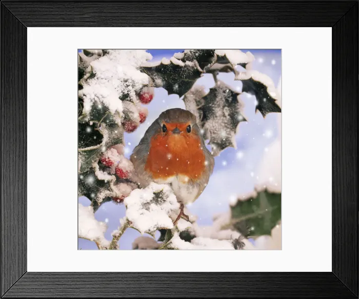 Framed Print : ROBIN - in frozen Holly Framed Print : ROBIN - in frozen Holly