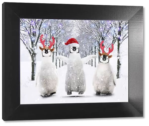 AL-2045. Three penguin chicks walking through an avenue of trees in the