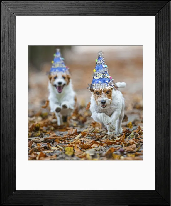 Framed Print : Jack Russel Terrier (Canis lupus familiaris) - in a park among autumn leaves - Gijon, Asturias Framed Print : Jack Russel Terrier (Canis lupus familiaris) - in a park among autumn leaves - Gijon, Asturias