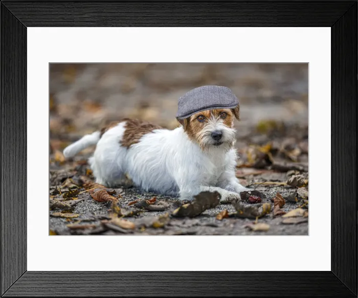 Framed Print : Jack Russel Terrier (Canis lupus familiaris) - in a park among autumn leaves - Gijon, Asturias Framed Print : Jack Russel Terrier (Canis lupus familiaris) - in a park among autumn leaves - Gijon, Asturias
