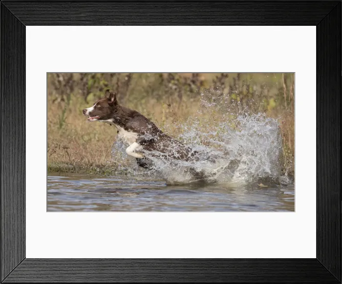 Framed Print : Chocolate border collie, Canis familiaris, playing in water, Maryland Framed Print : Chocolate border collie, Canis familiaris, playing in water, Maryland