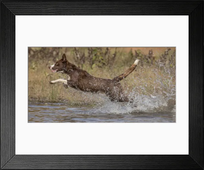 Framed Print : Chocolate border collie, Canis familiaris, playing in water, Maryland Framed Print : Chocolate border collie, Canis familiaris, playing in water, Maryland