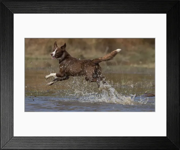 Framed Print : Chocolate border collie, Canis familiaris, playing in water, Maryland Framed Print : Chocolate border collie, Canis familiaris, playing in water, Maryland