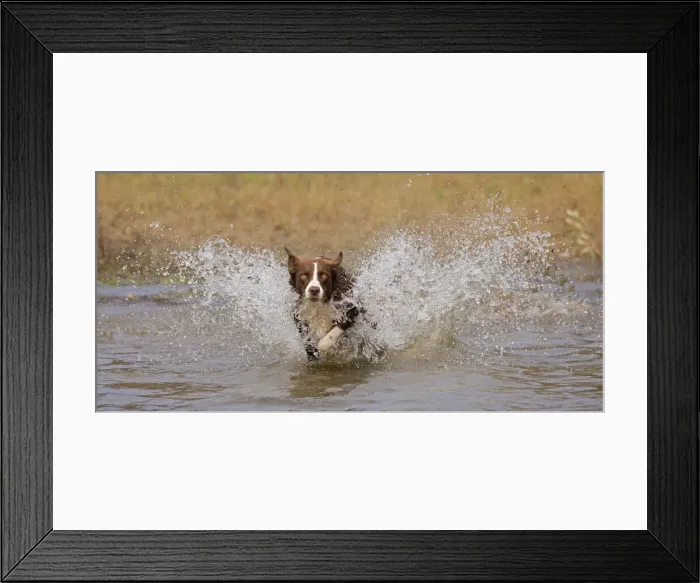 Framed Print : Chocolate border collie, Canis familiaris, playing in water, Maryland Framed Print : Chocolate border collie, Canis familiaris, playing in water, Maryland