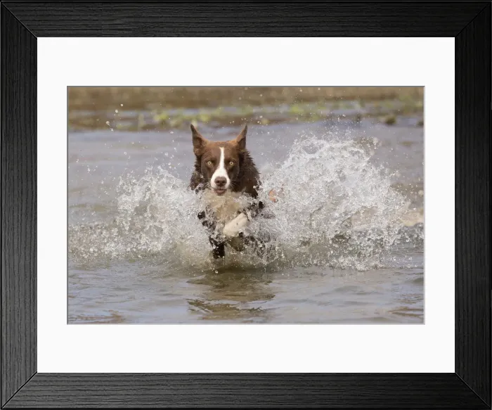 Framed Print : Chocolate border collie, Canis familiaris, playing in water, Maryland Framed Print : Chocolate border collie, Canis familiaris, playing in water, Maryland
