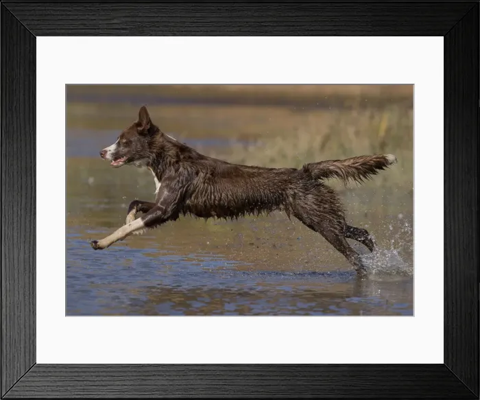 Framed Print : Chocolate border collie, Canis familiaris, playing in water, Maryland Framed Print : Chocolate border collie, Canis familiaris, playing in water, Maryland