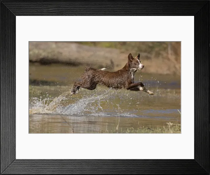 Framed Print : Chocolate border collie, Canis familiaris, playing in water, Maryland Framed Print : Chocolate border collie, Canis familiaris, playing in water, Maryland
