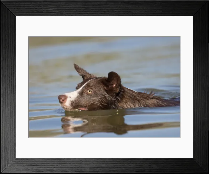 Framed Print : Chocolate border collie, Canis familiaris, playing in water, swimming, Arizona Framed Print : Chocolate border collie, Canis familiaris, playing in water, swimming, Arizona