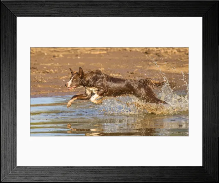 Framed Print : Chocolate border collie, Canis familiaris, playing in water, Arizona