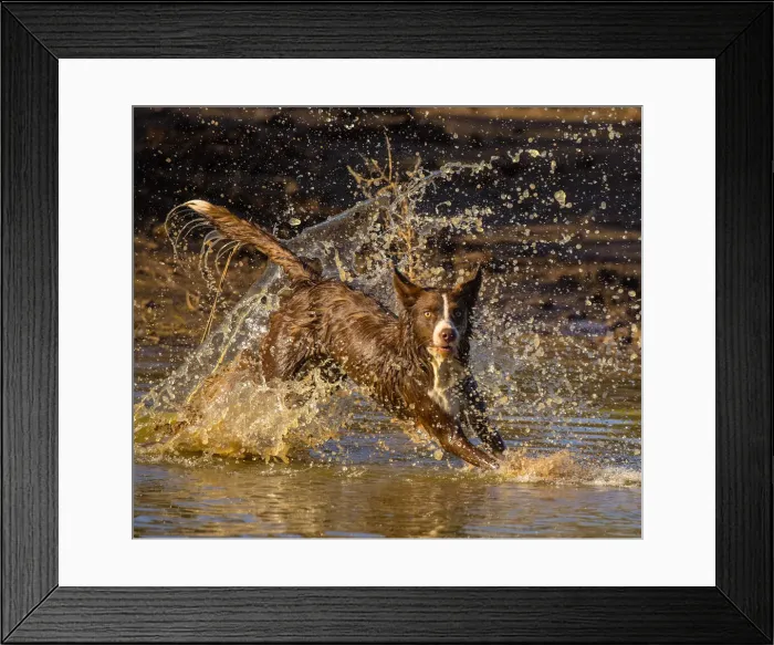 Framed Print : Chocolate border collie, Canis familiaris, playing in water, Arizona Framed Print : Chocolate border collie, Canis familiaris, playing in water, Arizona