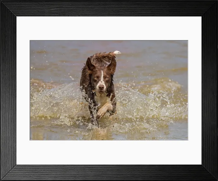Framed Print : Chocolate border collie, Canis familiaris, playing in water, Maryland Framed Print : Chocolate border collie, Canis familiaris, playing in water, Maryland