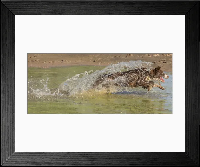 Framed Print : Chocolate border collie, Canis familiaris, playing in water, chasing dragonfly, Arizona Framed Print : Chocolate border collie, Canis familiaris, playing in water, chasing dragonfly, Arizona