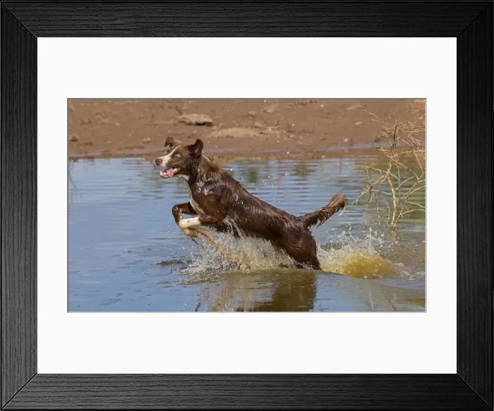 Framed Print : Chocolate border collie, Canis familiaris, playing in water, chasing dragonfly, Arizona