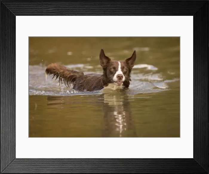 Framed Print : Chocolate border collie, Canis familiaris, playing in water, Maryland Framed Print : Chocolate border collie, Canis familiaris, playing in water, Maryland