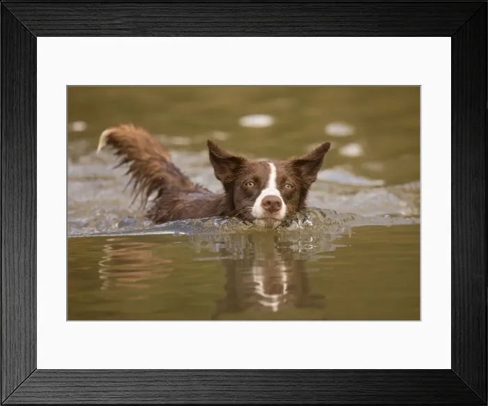 Framed Print : Chocolate border collie, Canis familiaris, playing in water, Maryland Framed Print : Chocolate border collie, Canis familiaris, playing in water, Maryland