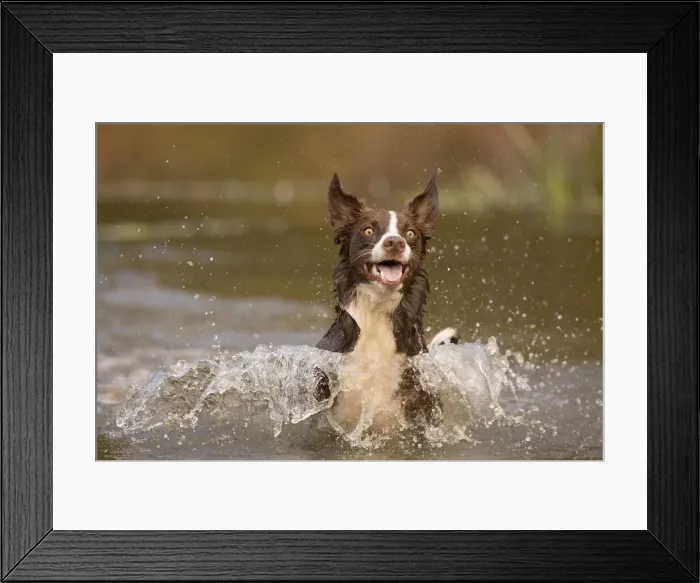 Framed Print : Chocolate border collie, Canis familiaris, playing in water, Maryland Framed Print : Chocolate border collie, Canis familiaris, playing in water, Maryland