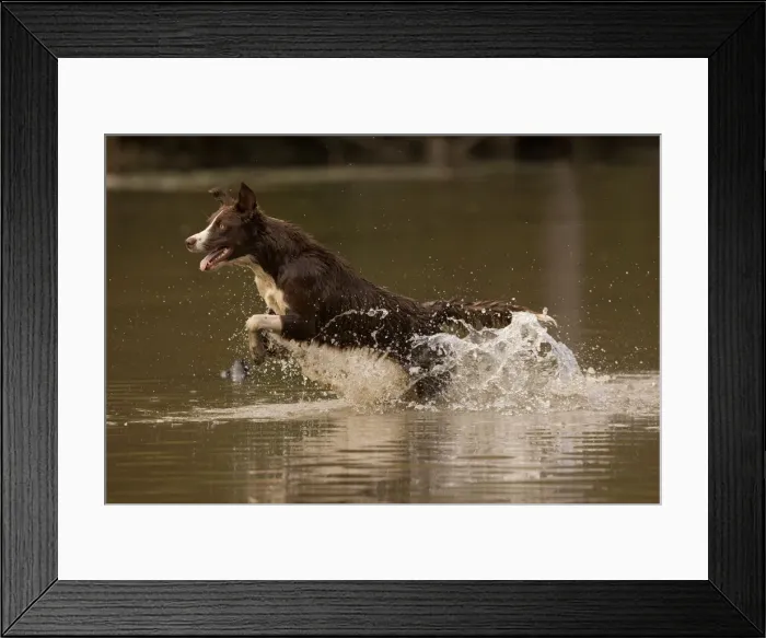 Framed Print : Chocolate border collie, Canis familiaris, playing in water, Maryland Framed Print : Chocolate border collie, Canis familiaris, playing in water, Maryland