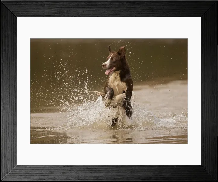 Framed Print : Chocolate border collie, Canis familiaris, playing in water, Maryland Framed Print : Chocolate border collie, Canis familiaris, playing in water, Maryland