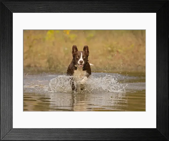 Framed Print : Chocolate border collie, Canis familiaris, playing in water, Maryland