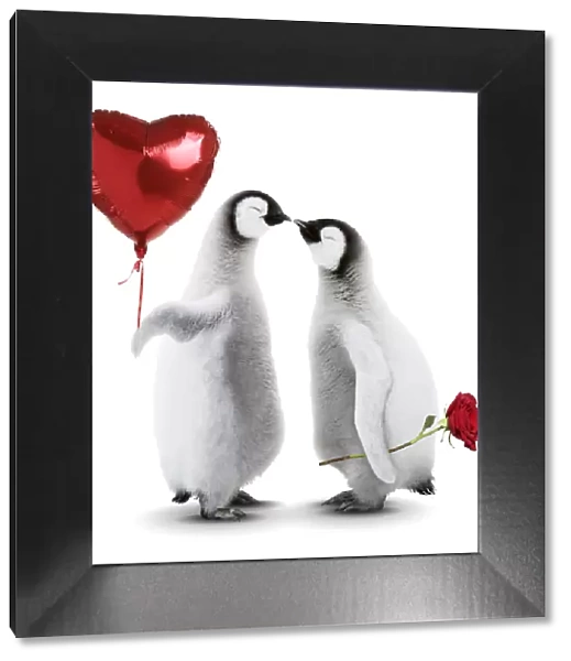 Emperor Penguin, two chicks kissing holding heart shaped helium balloon and arose