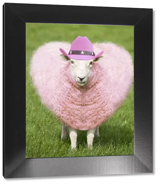 FEU-158-M. Sheep - Ewe - pink heart shaped wool wearing cowboy hat Date