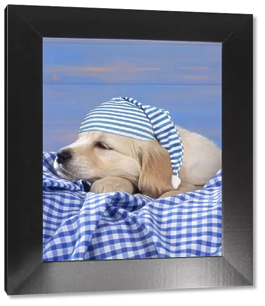 DOG - Golden Retriever Puppy lying down on blue gingham wearing a nightcap