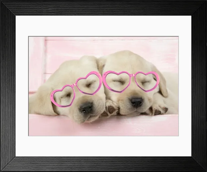 Framed Print : DOG. Labrador retriever puppies asleep in a wooden box wearing heart shaped glasses Framed Print : DOG. Labrador retriever puppies asleep in a wooden box wearing heart shaped glasses