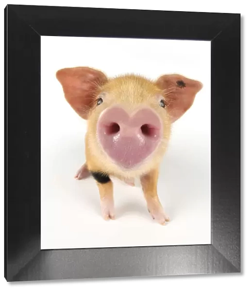 Pig. Oxford sandy and black piglet on white background with heart shaped nose