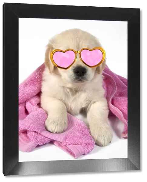 DOG - Golden Retriever puppy 7 weeks old - lying down - with towel draped over back and wearing, pink and gold heart shaped glasses