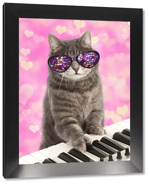 JD-24573. CAT - Grey tabby cat at a piano keyboard wearing heart shaped glasses Date