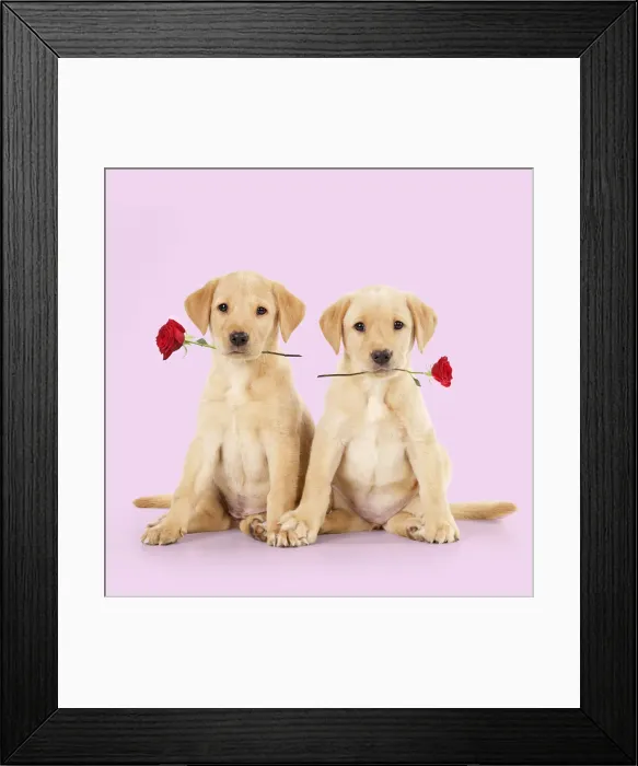 Framed Print : JD-90235661-M Framed Print : JD-90235661-M