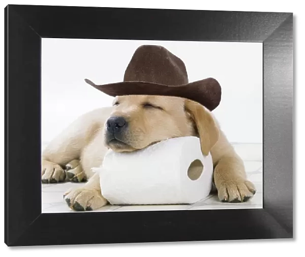 DOG - Yellow labrador puppy asleep on toilet roll wearing a cowboy hat