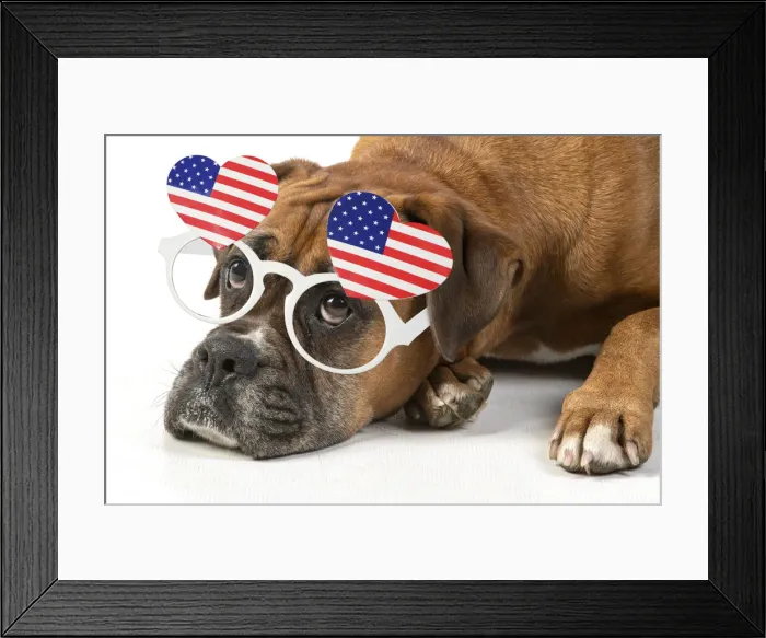 Framed Print : DOG. Boxer dog, laying down, face expressions, sad eyes, wearing American heart shaped glasses