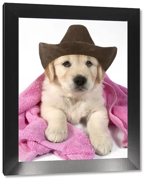 DOG - Golden Retriever puppy with pink towel draped over back wearing a cowboy hat