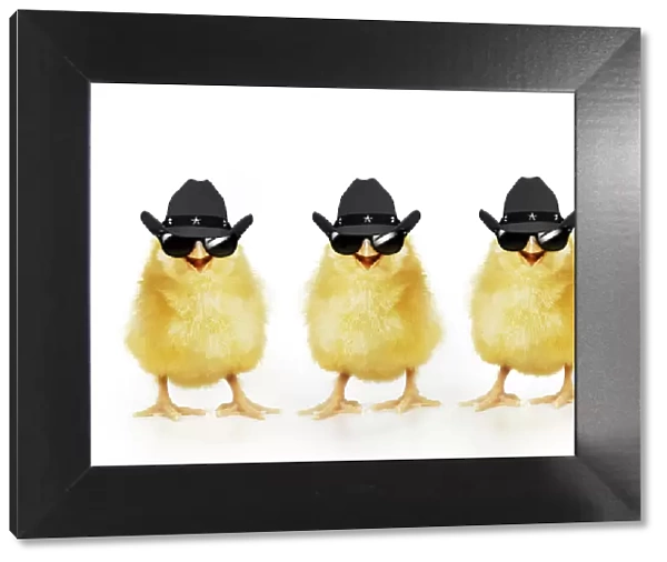 Chicken, Three Chicks wearing Cowboy hats and sunglasses, smiling, laughing, cool chicks