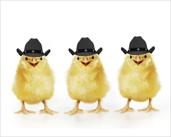 Chicken, Three Chicks wearing Cowboy hats smiling, laughing